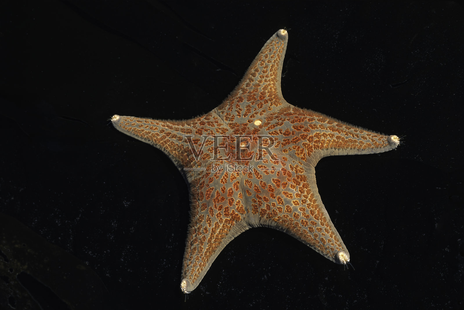 海星（Dermasterias imbricata）是海星科（Asteropseidae）的一种海星，分布于北美西部海岸，水深可达100米（328英尺）。索诺马县索尔特波因特州立公园，加利福尼亚州。石孔。照片摄影图片