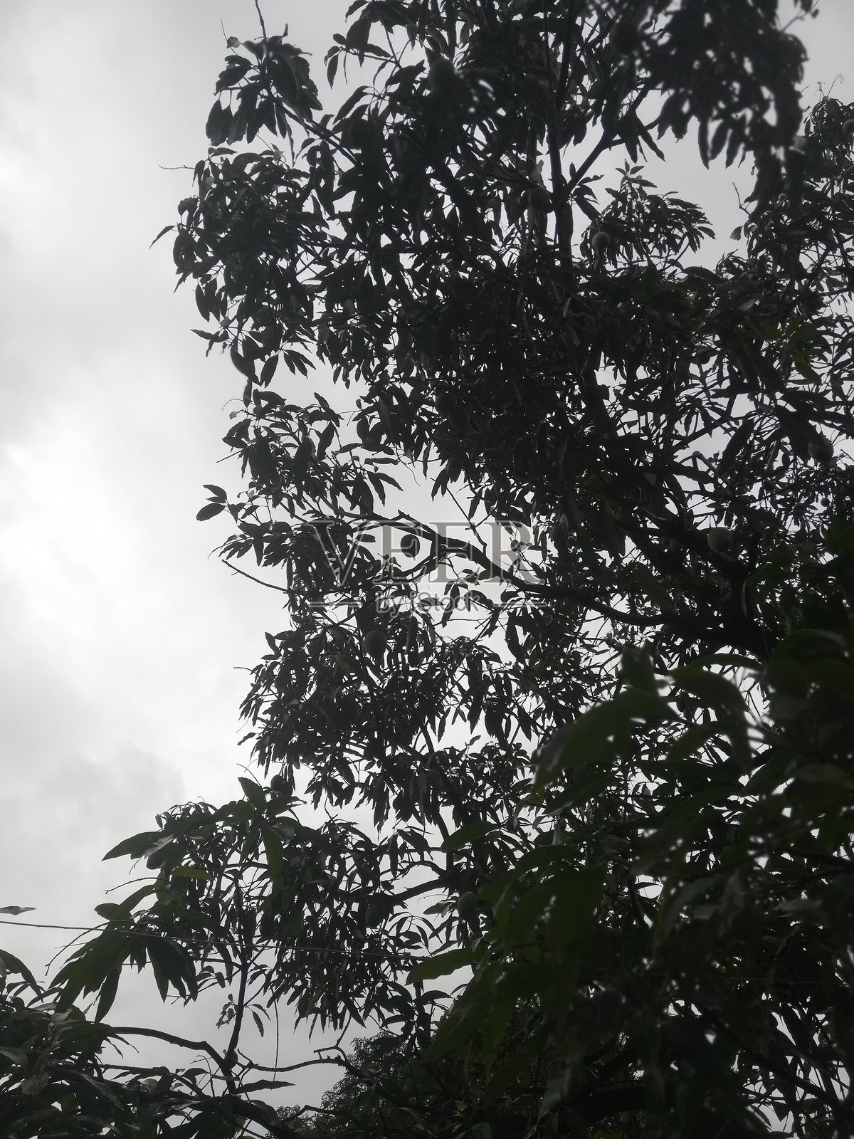 芒果树景观照片摄影图片