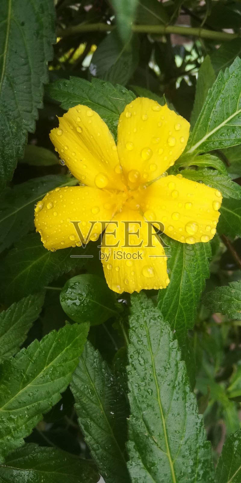 植物上的黄色花卉景观照片摄影图片