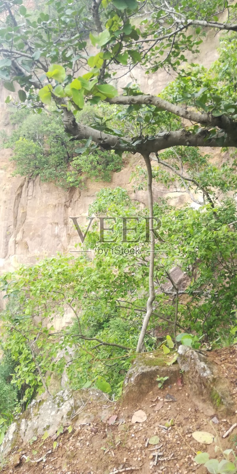 绿色的植物叶子照片摄影图片