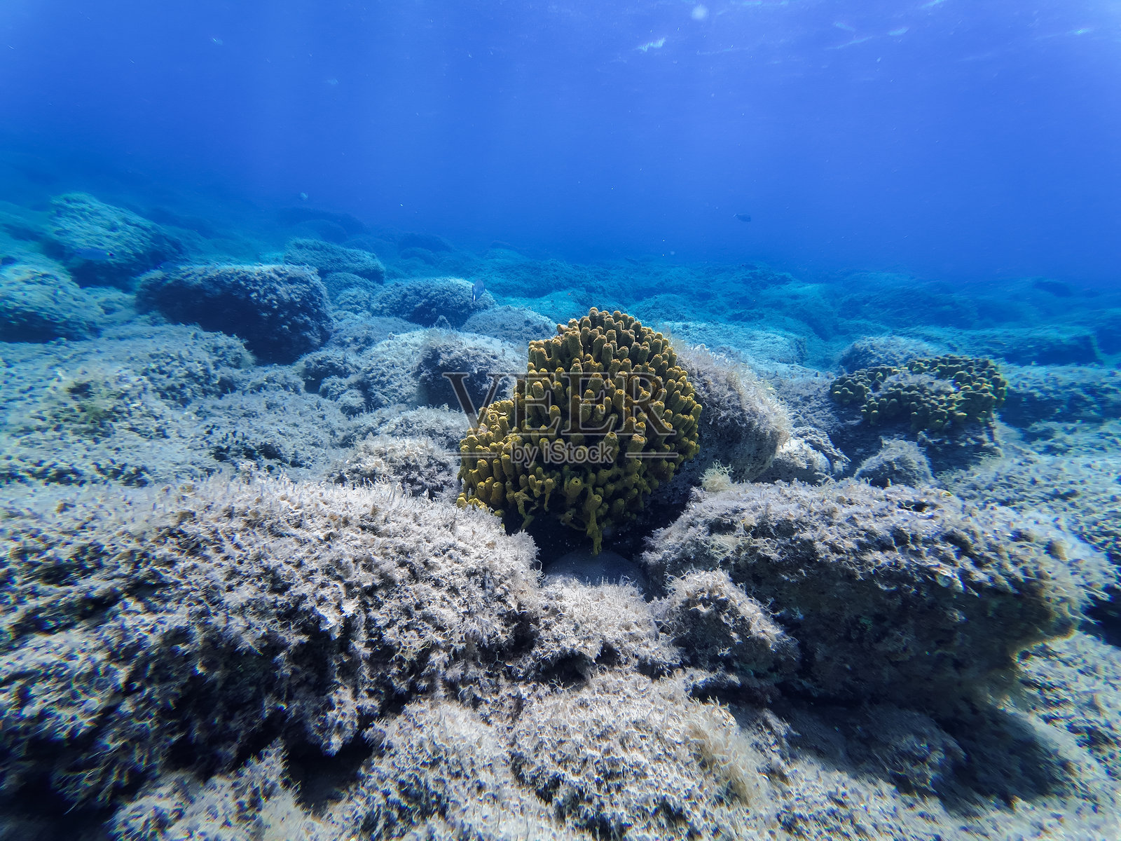 爱琴海中黄管海绵的水下视角照片摄影图片