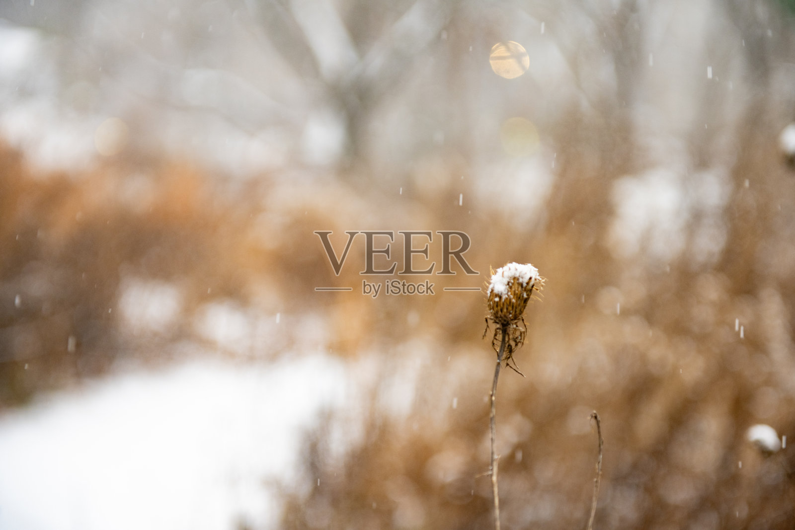 雪天中央公园的近景草地照片摄影图片