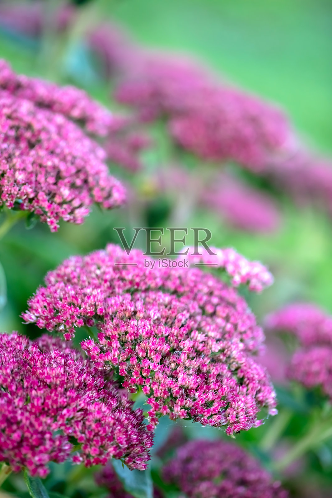 花园中的景天植物（观音座莲）照片摄影图片