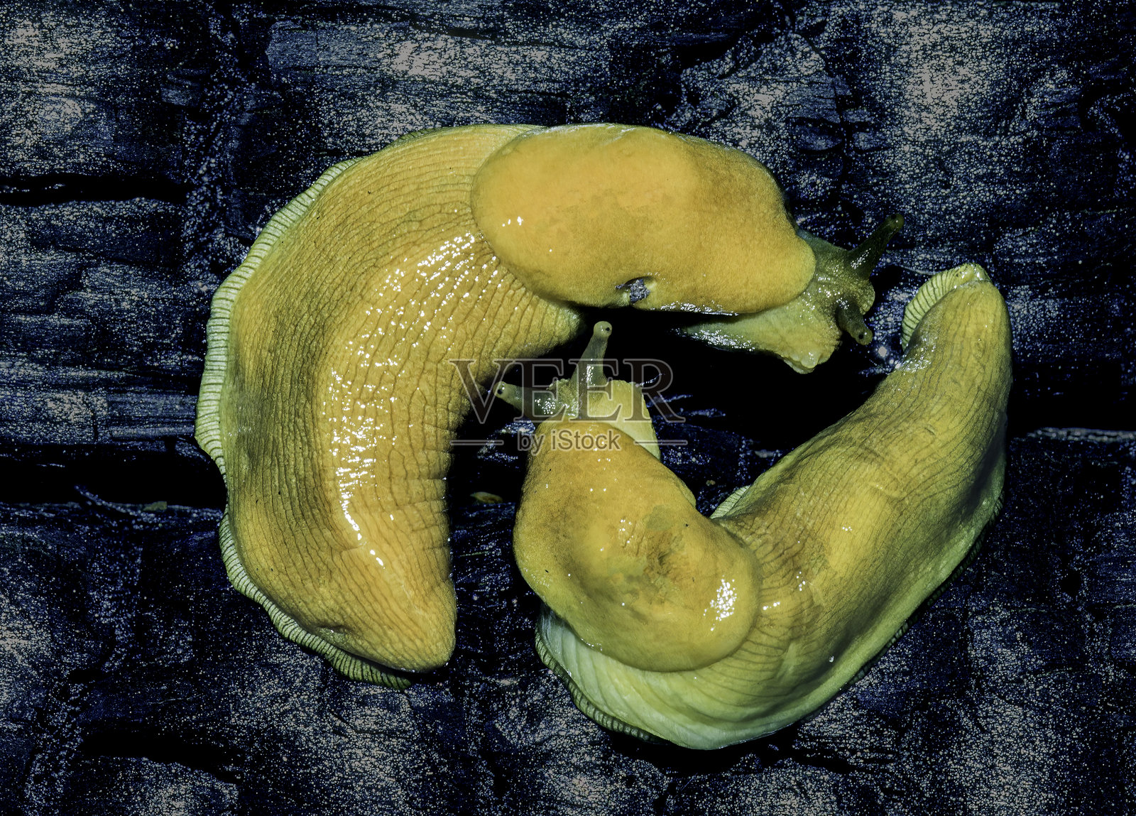 太平洋香蕉蛞蝓（Ariolimax columbianus），是分布于北美太平洋沿岸的一种蛞蝓。它是世界第二大的陆生蛞蝓。加利福尼亚州红木国家公园。照片摄影图片