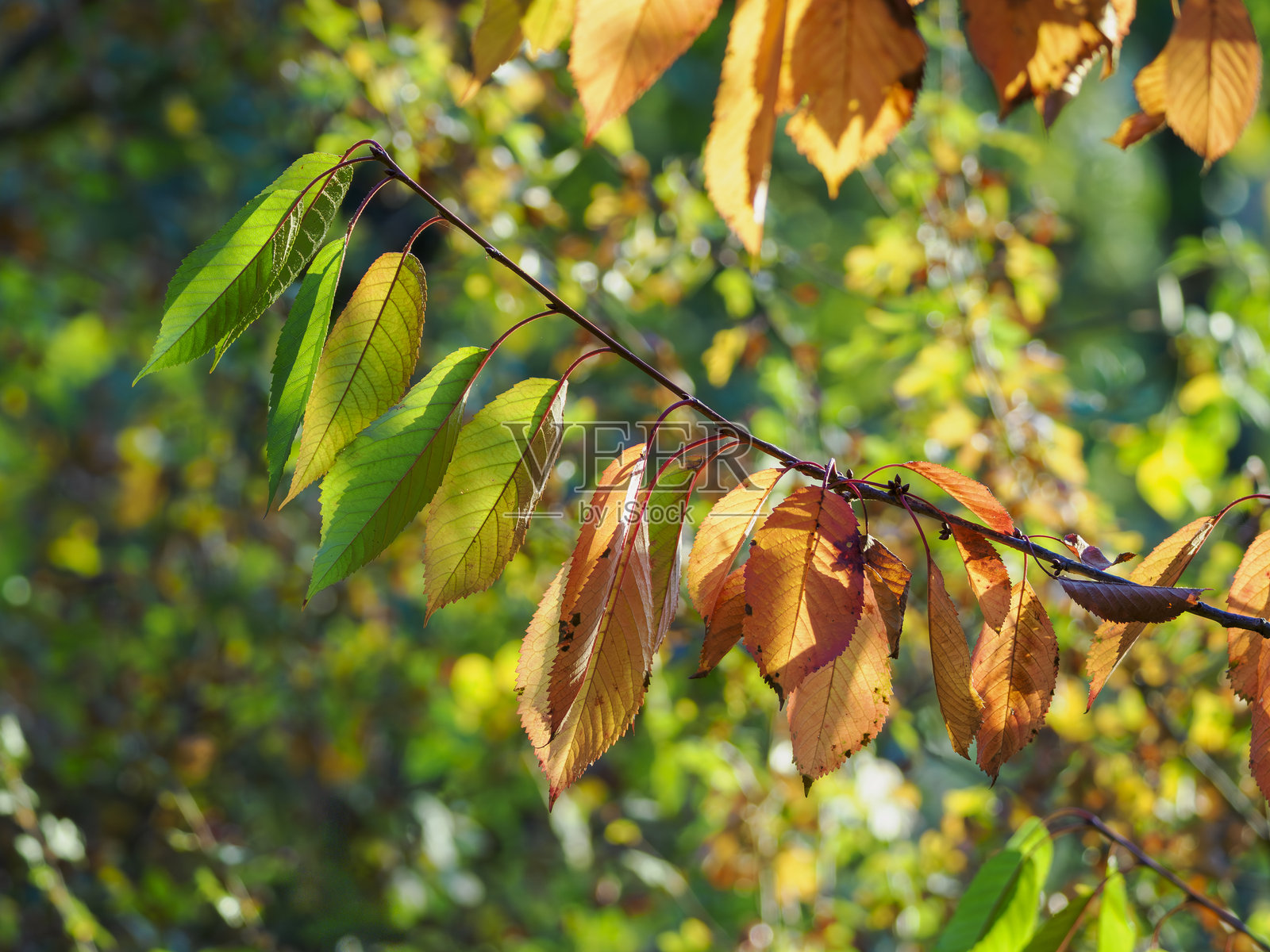 秋天的樱花叶子照片摄影图片
