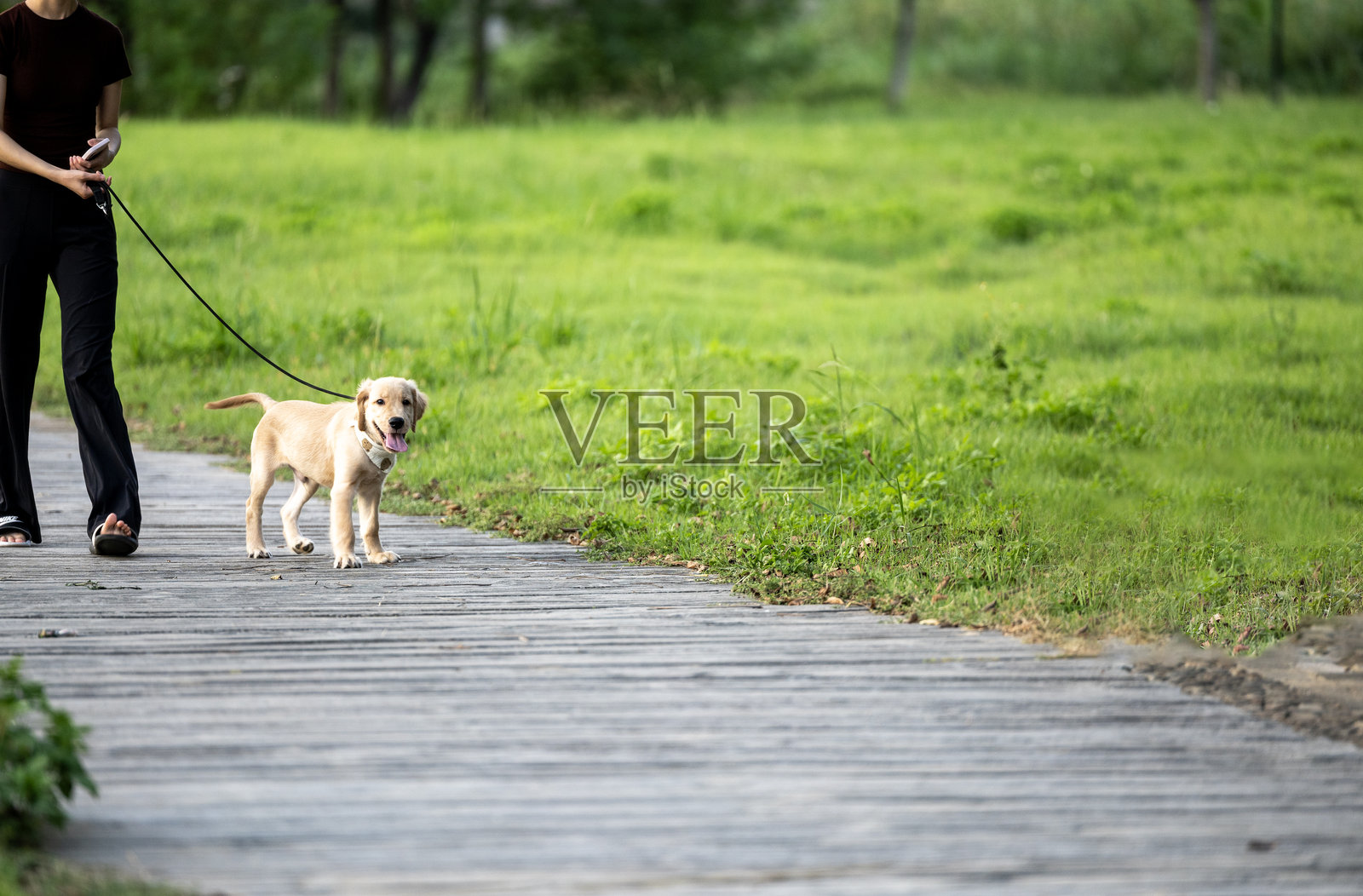 金毛寻回犬照片摄影图片