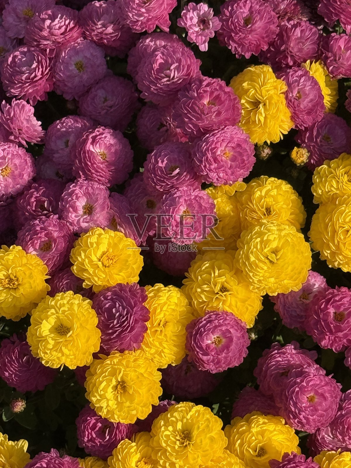 一簇黄 magenta-pink 菊花，也称为 mums照片摄影图片