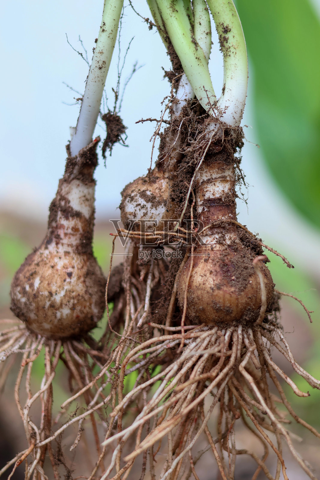 收割大蒜或蒜照片摄影图片
