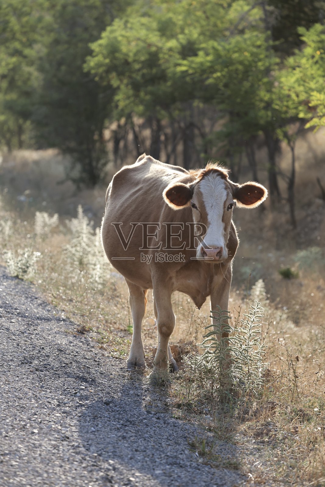 一头牛在田野里吃草。一头红白相间的奶牛在路边的田野里吃草。照片摄影图片