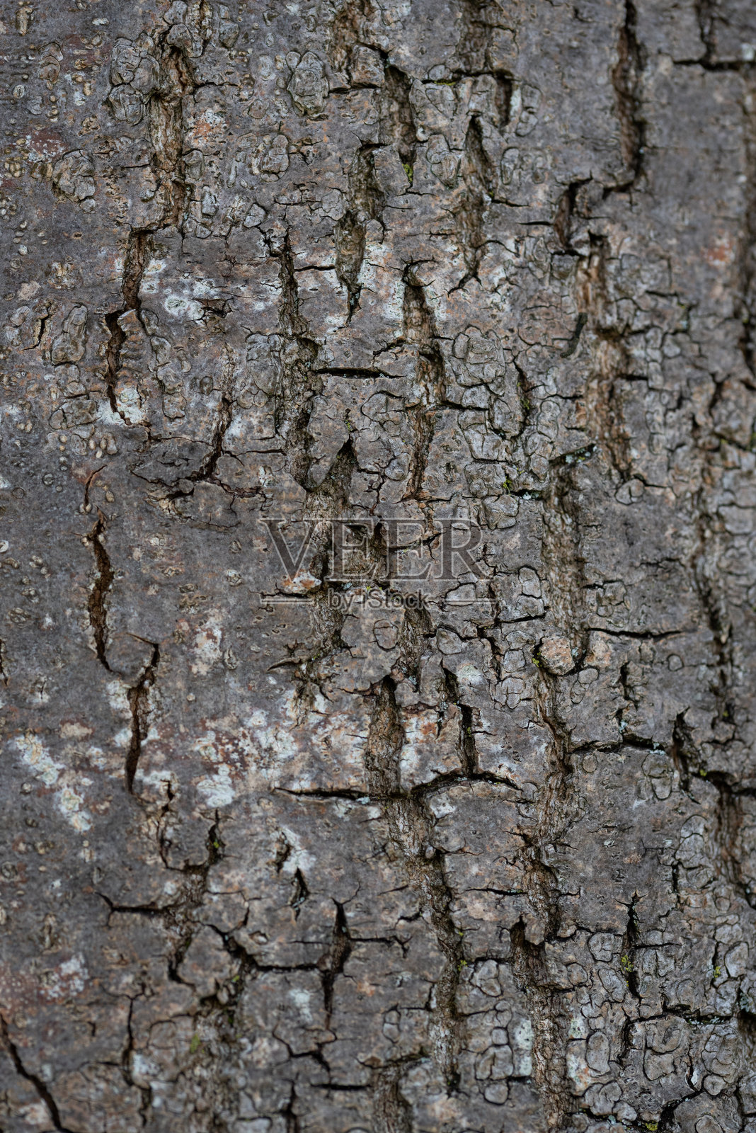 树皮纹理的特写照片摄影图片
