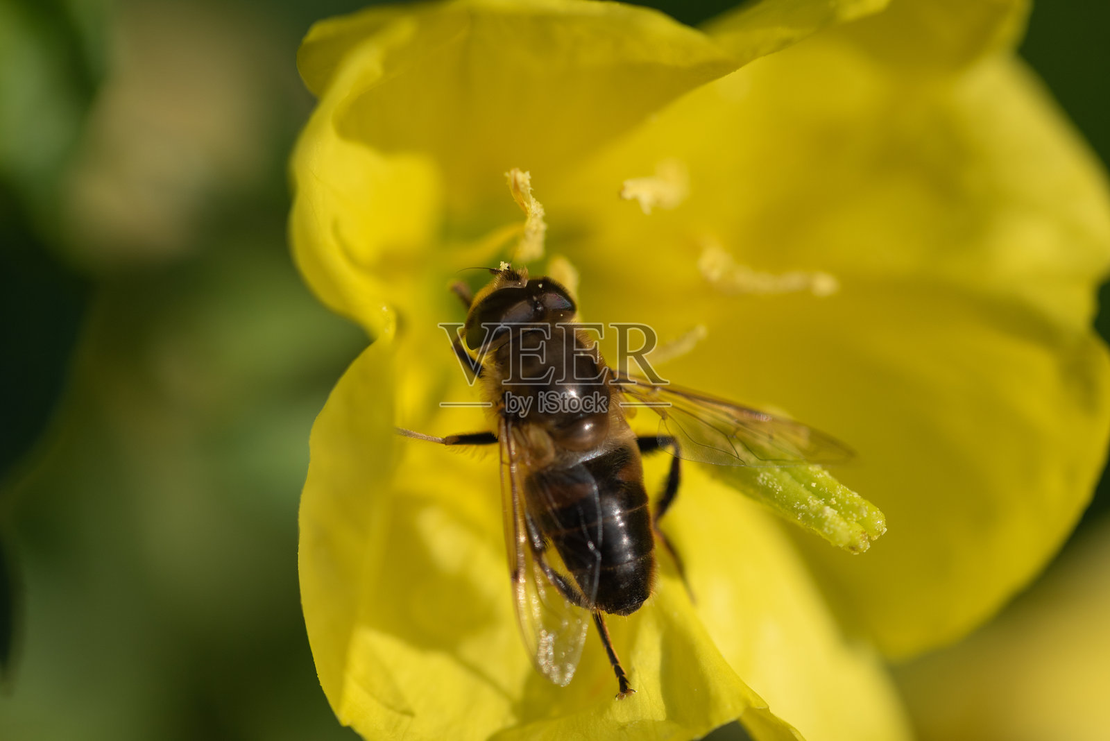黄昏时分，食蚜蝇停在一朵黄色的待霄草花上。照片摄影图片