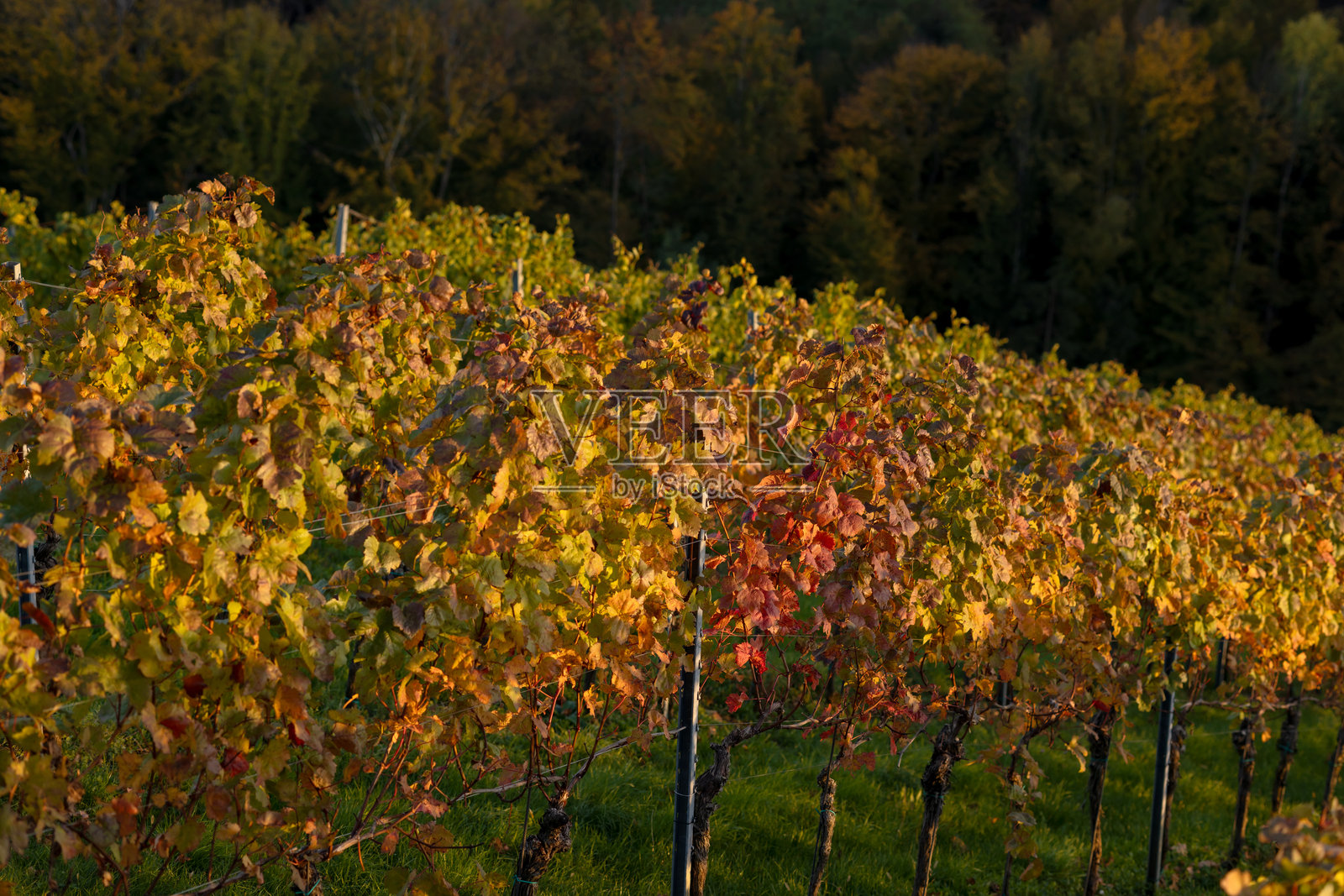 秋收后的葡萄园，叶子呈现黄色和橙色照片摄影图片