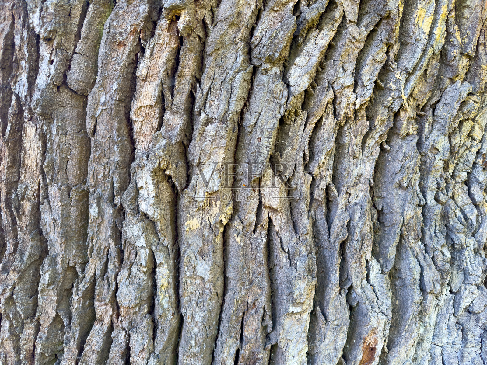 一棵树干的树皮的详细特写镜头照片摄影图片