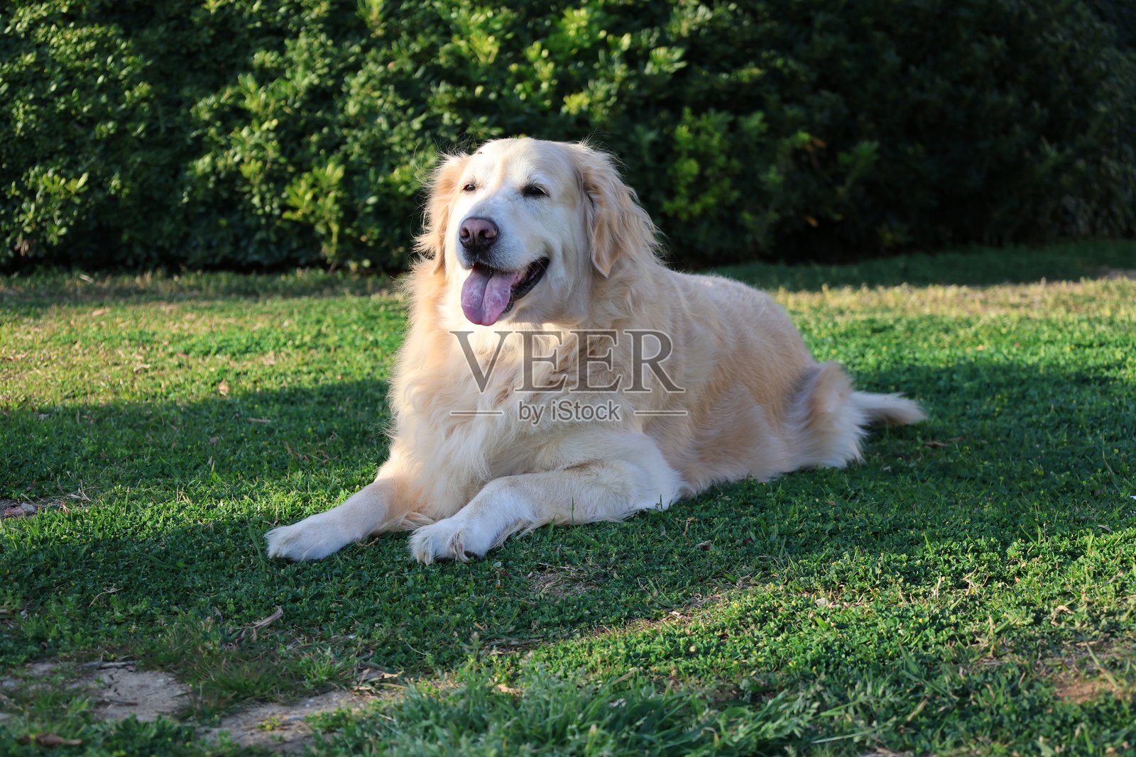 一只金毛猎犬在休息照片摄影图片