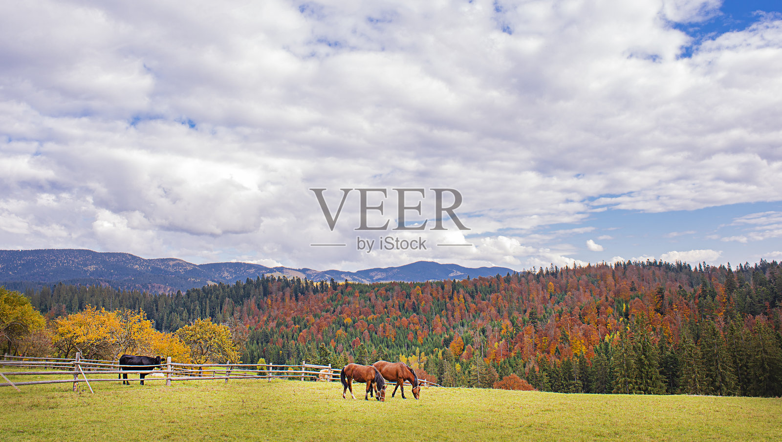 秋日山景，黄橙色树木照片摄影图片