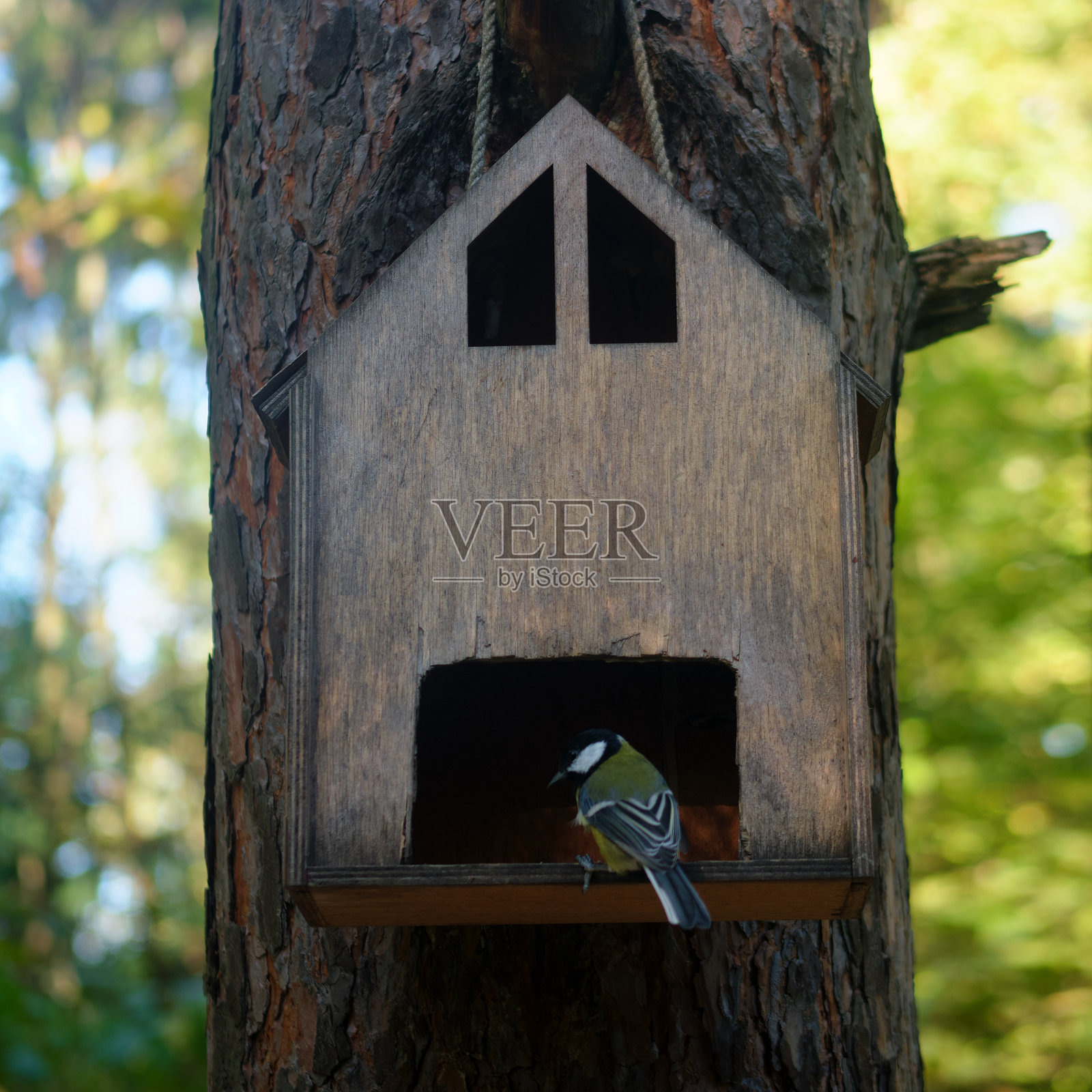 林地或公园里，一只大山雀从挂在树上的木制鸟屋里向外望。野生动物自然概念。照片摄影图片