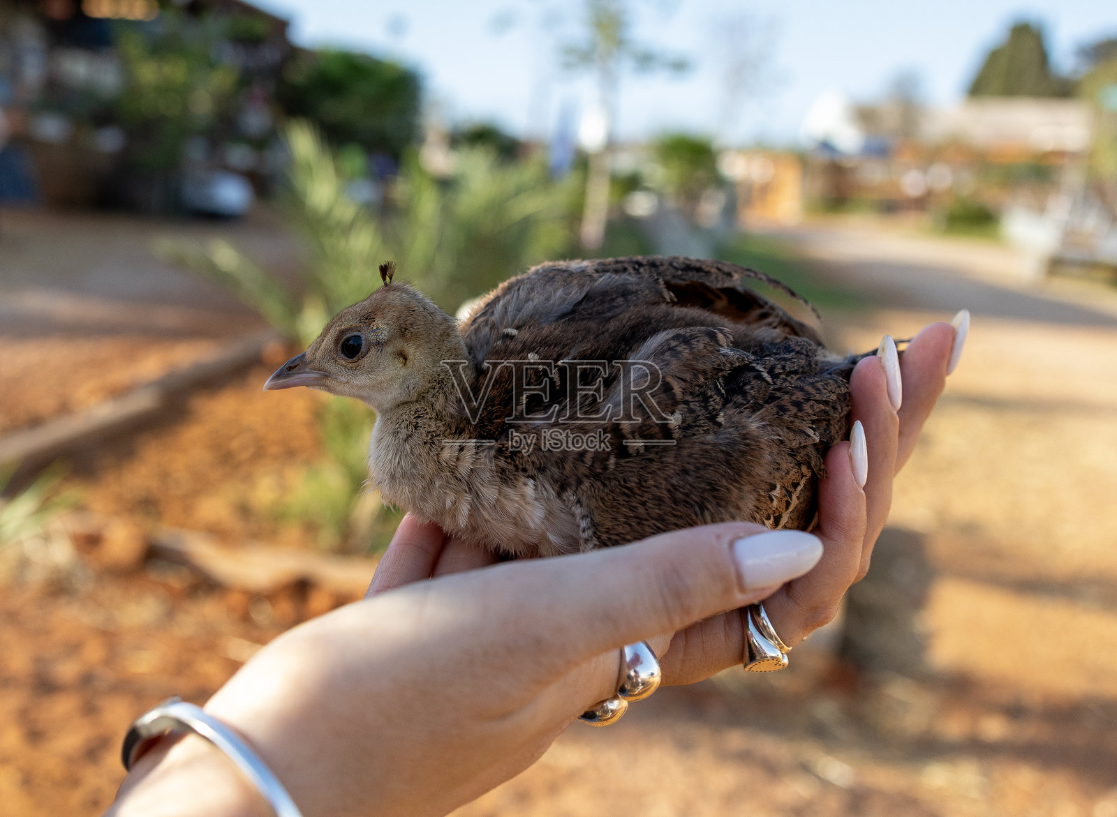 小孔雀幼鸟在手中和肩膀上休息照片摄影图片