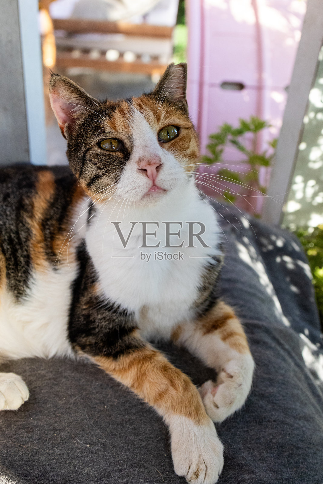 动物收容所里残疾的获救猫咪照片摄影图片