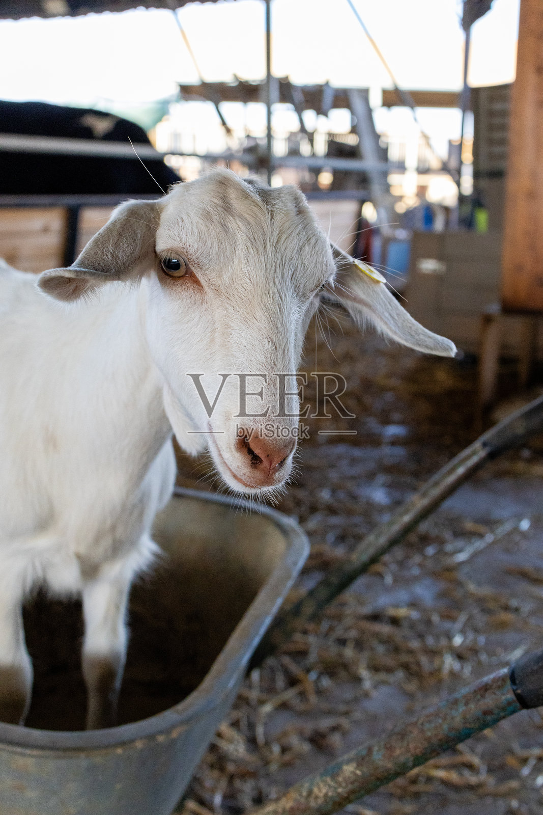 农场围栏中的山羊和乡村环境照片摄影图片