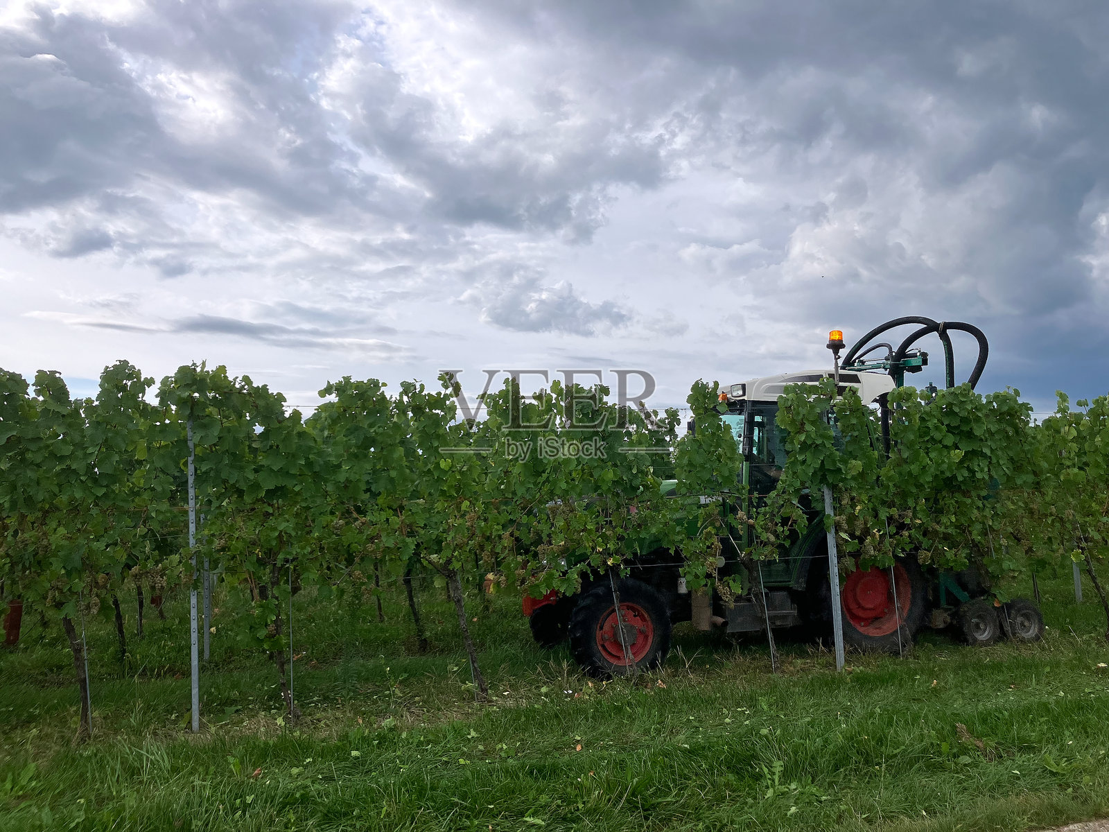 阿尔萨斯葡萄园里的金色葡萄照片摄影图片