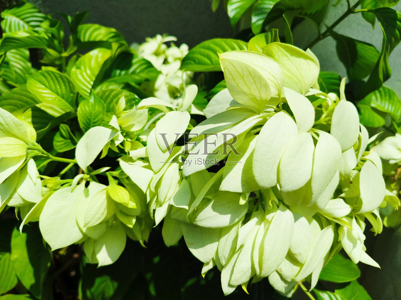 阳光下的三角梅美景照片摄影图片