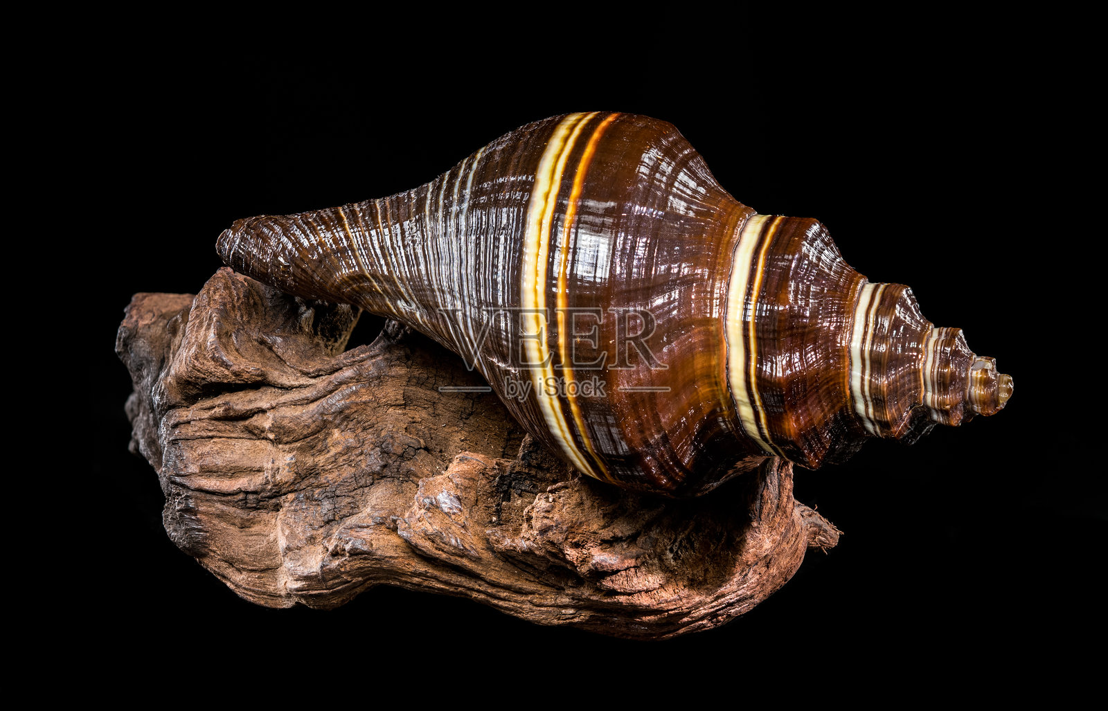 条纹茄子海螺搁在天然深棕色浮木上照片摄影图片