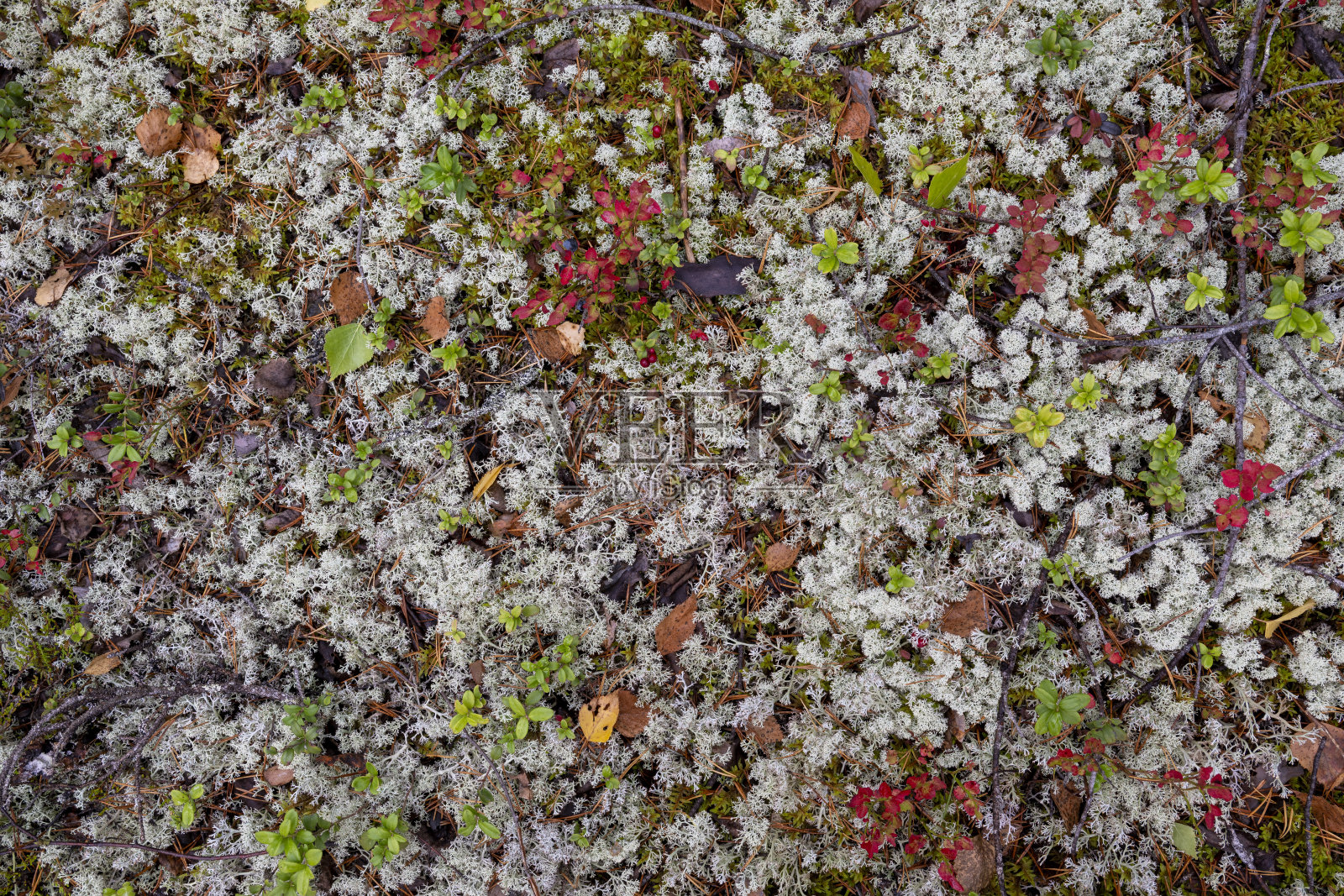 芬兰拉普兰秋季如画的风景照片摄影图片