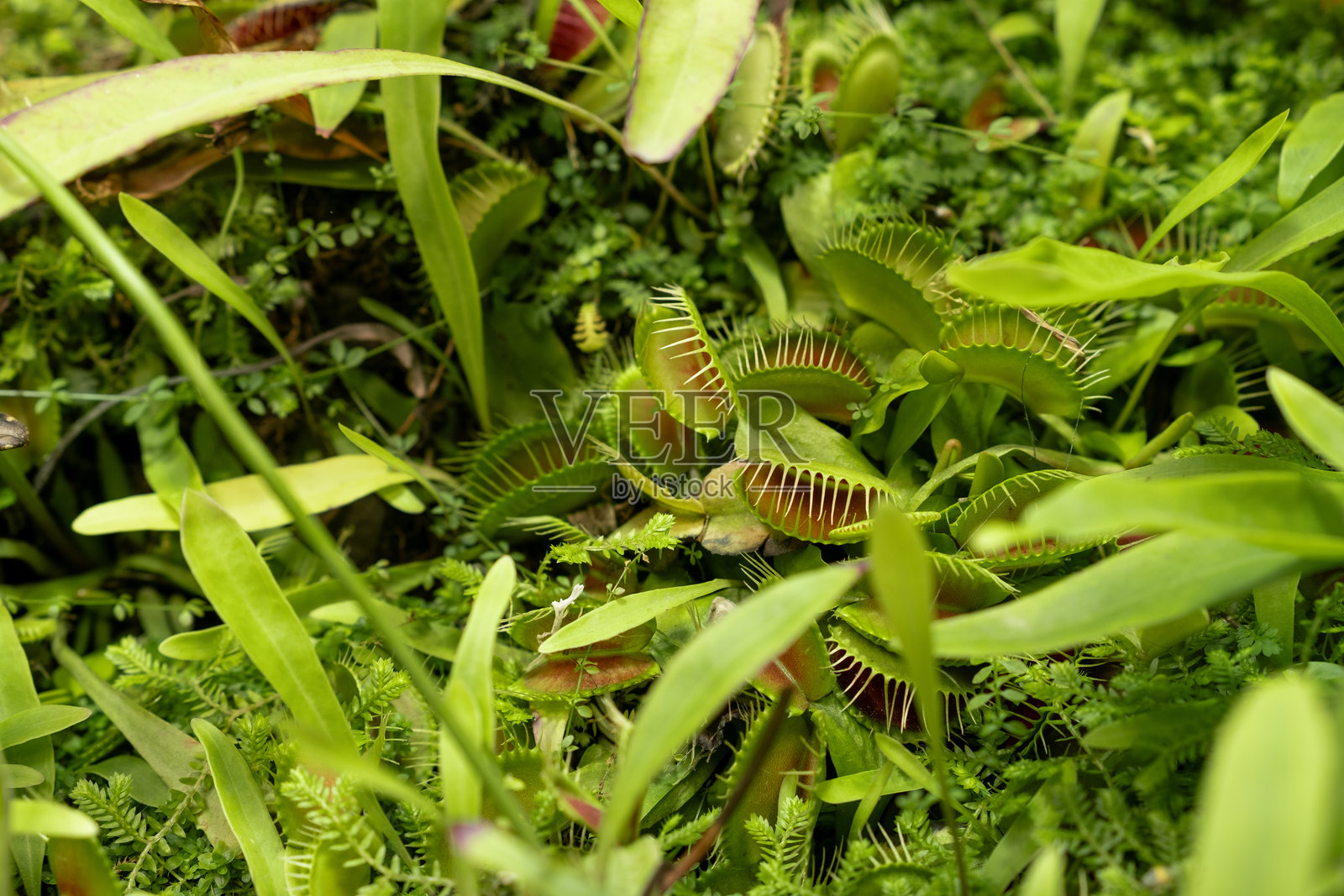 特写镜头，白天自然栖息地中郁郁葱葱的绿色植被里的捕蝇草照片摄影图片