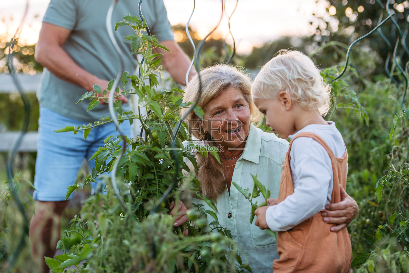 小男孩在农场帮祖父母摘西红柿。照片摄影图片