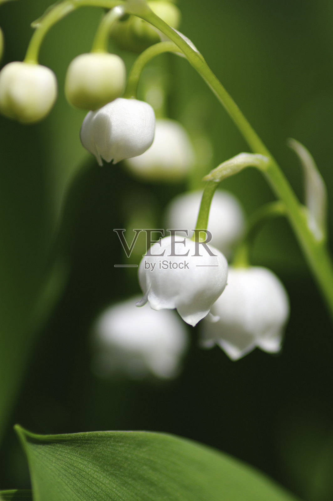 铃兰照片摄影图片