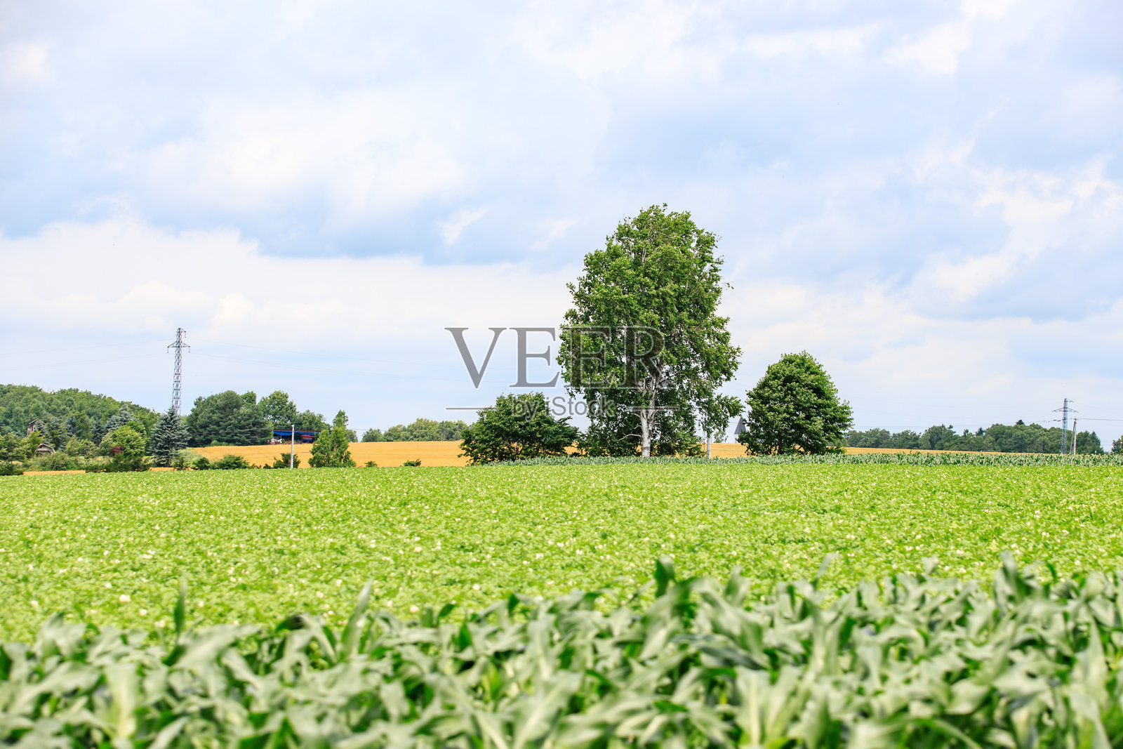北海道美瑛的温带天空下的对比田野：绿色的庄稼与金色的谷物照片摄影图片