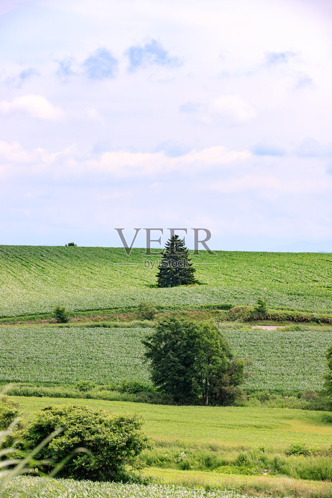 阳光下的层次：晨光柔和，常绿树矗立于连绵的农田之中照片摄影图片