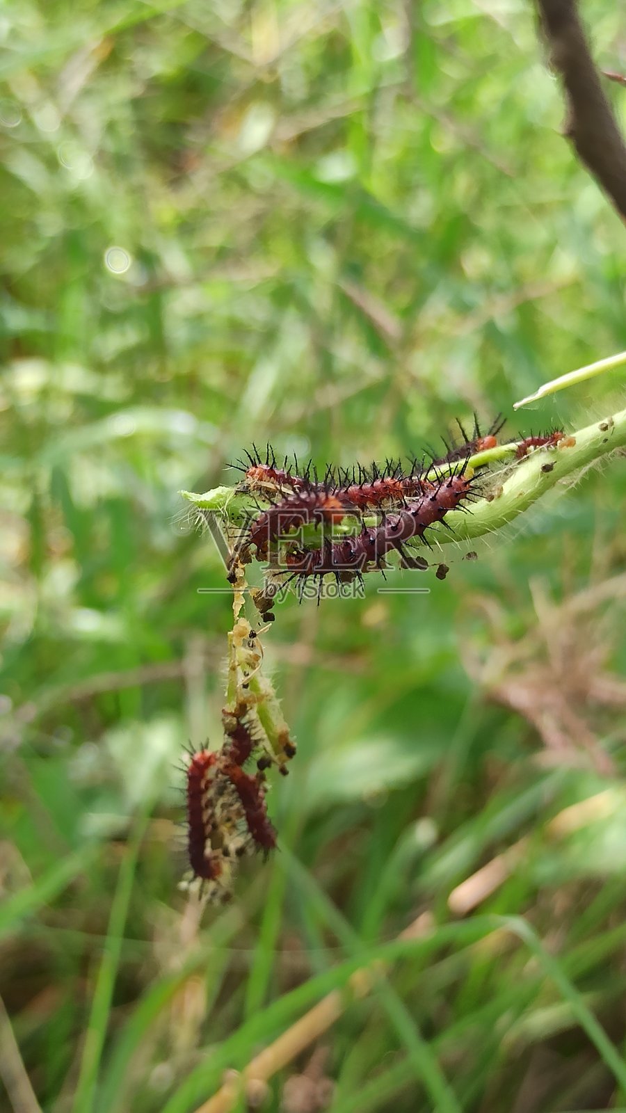 花园里的毛毛虫爆发照片摄影图片