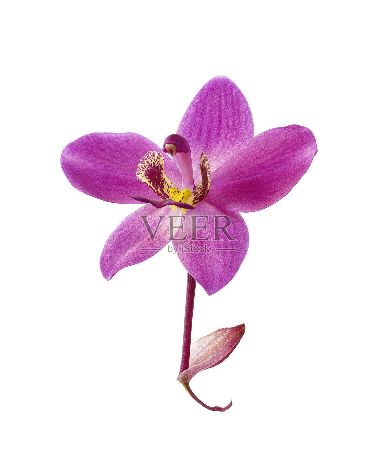 紫蝴蝶兰花朵和叶子，菲律宾地兰，热带花卉，孤立在白色背景上，带裁剪路径照片摄影图片