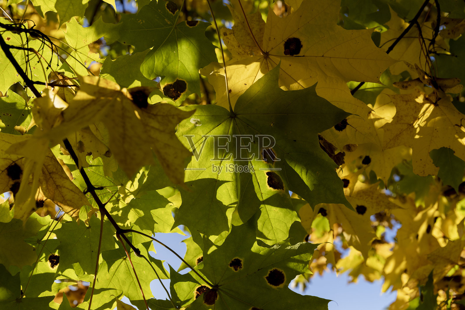 秋季的枫树照片摄影图片
