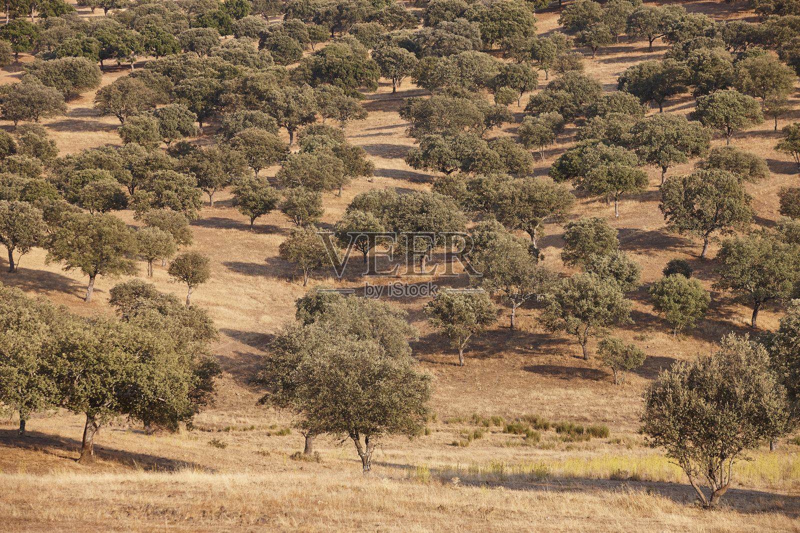 西班牙埃斯特雷马杜拉的圣栎木林。埃斯特雷马杜拉的牧场。照片摄影图片