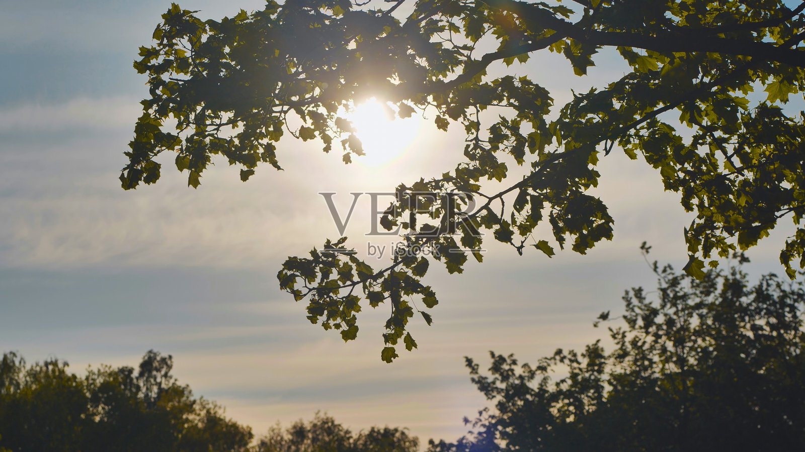 夏日里绿枫树枝的剪影。照片摄影图片