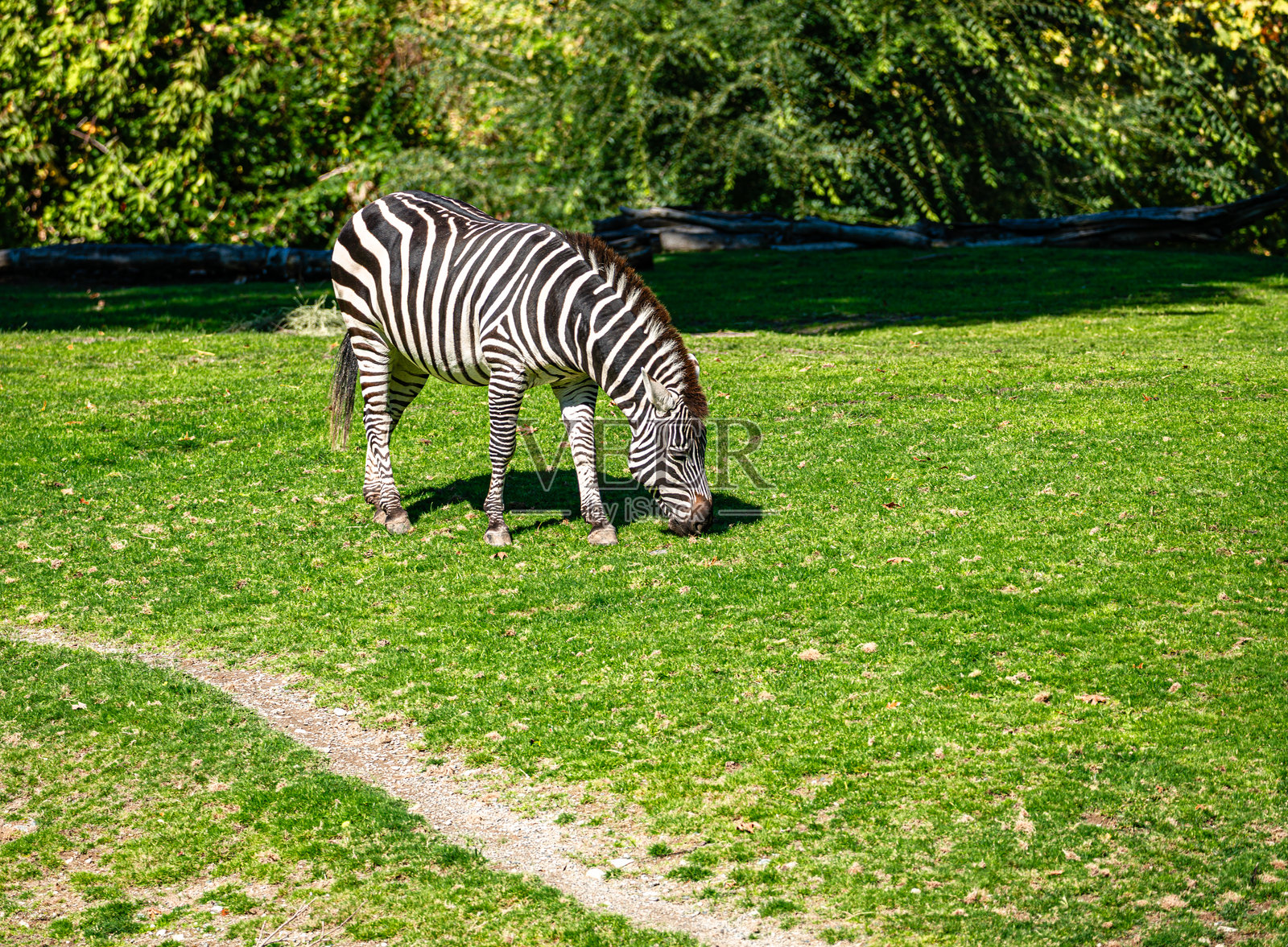西雅图动物园斑马 2照片摄影图片