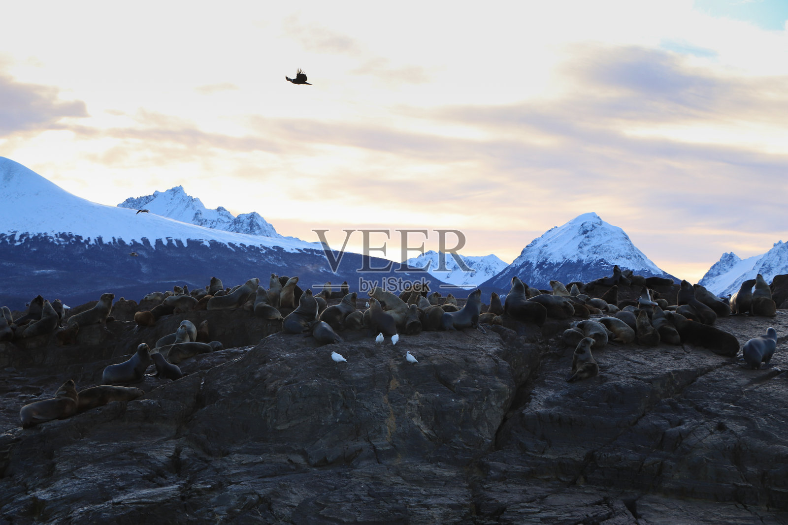 阿根廷乌斯怀亚岩石上休息的海狮照片摄影图片