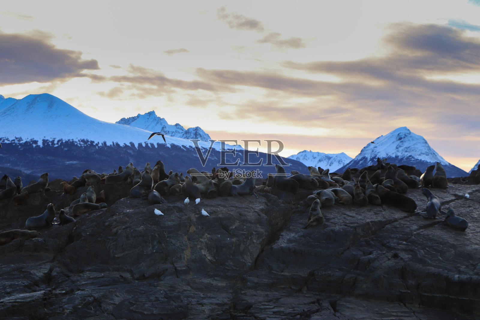 阿根廷乌斯怀亚岩石上的海狮照片摄影图片