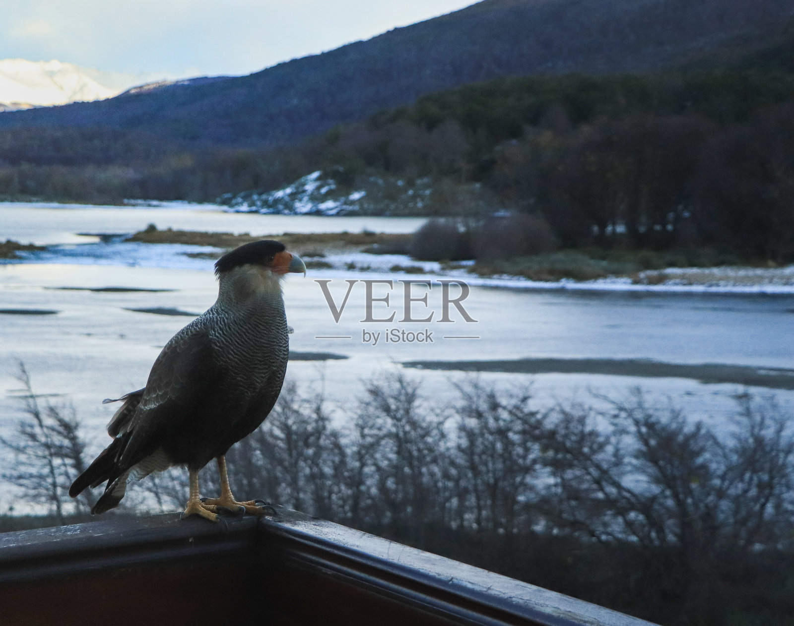 阿根廷乌斯怀亚的南方卡拉卡拉鸟（Southern Caracara）照片摄影图片