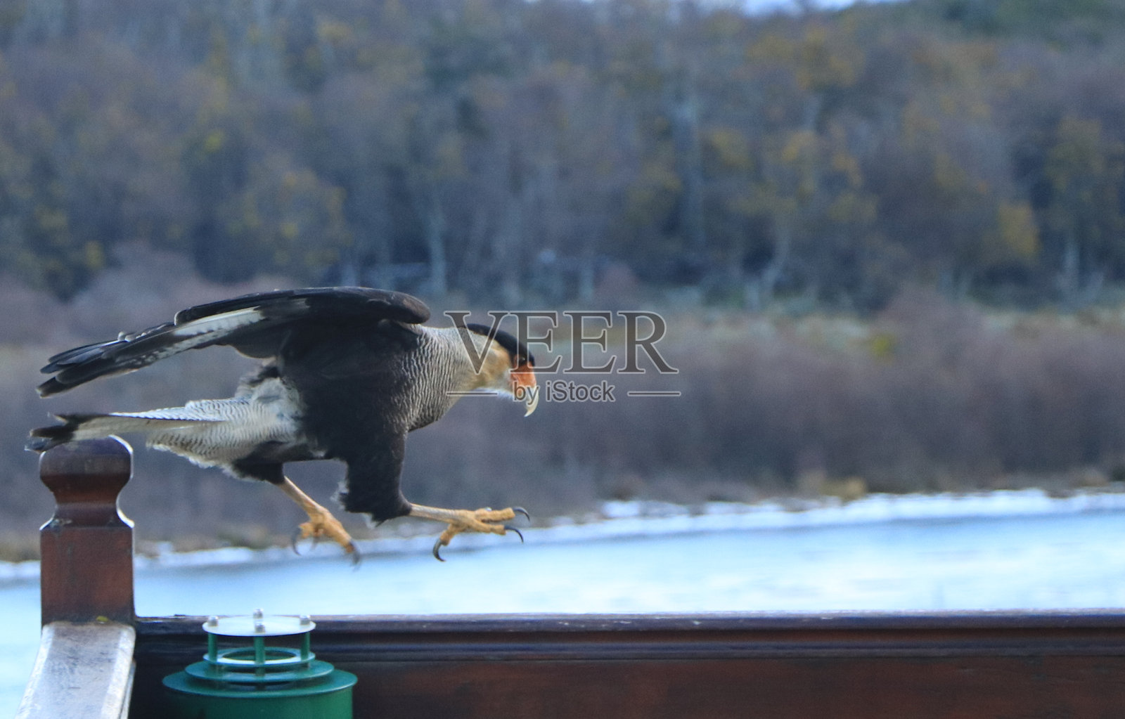 阿根廷乌斯怀亚的南方卡拉卡拉鸟（Southern Caracara）照片摄影图片