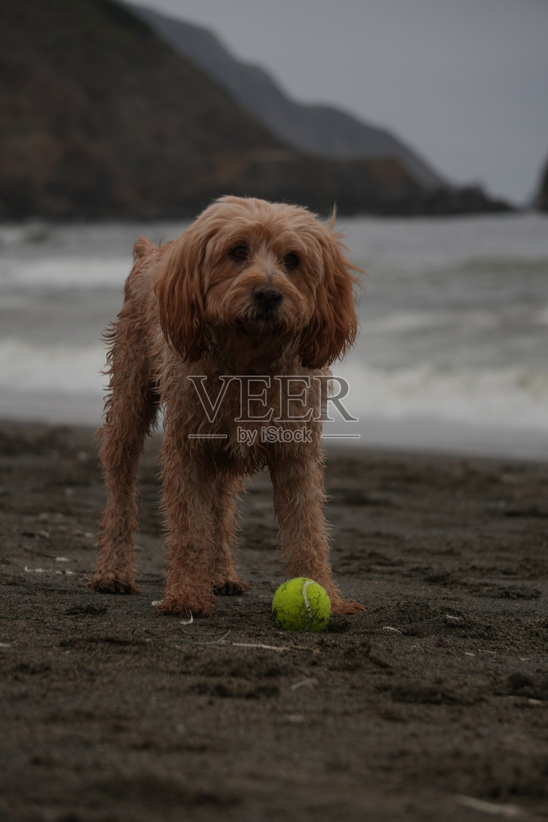 狗狗玩捡球游戏照片摄影图片