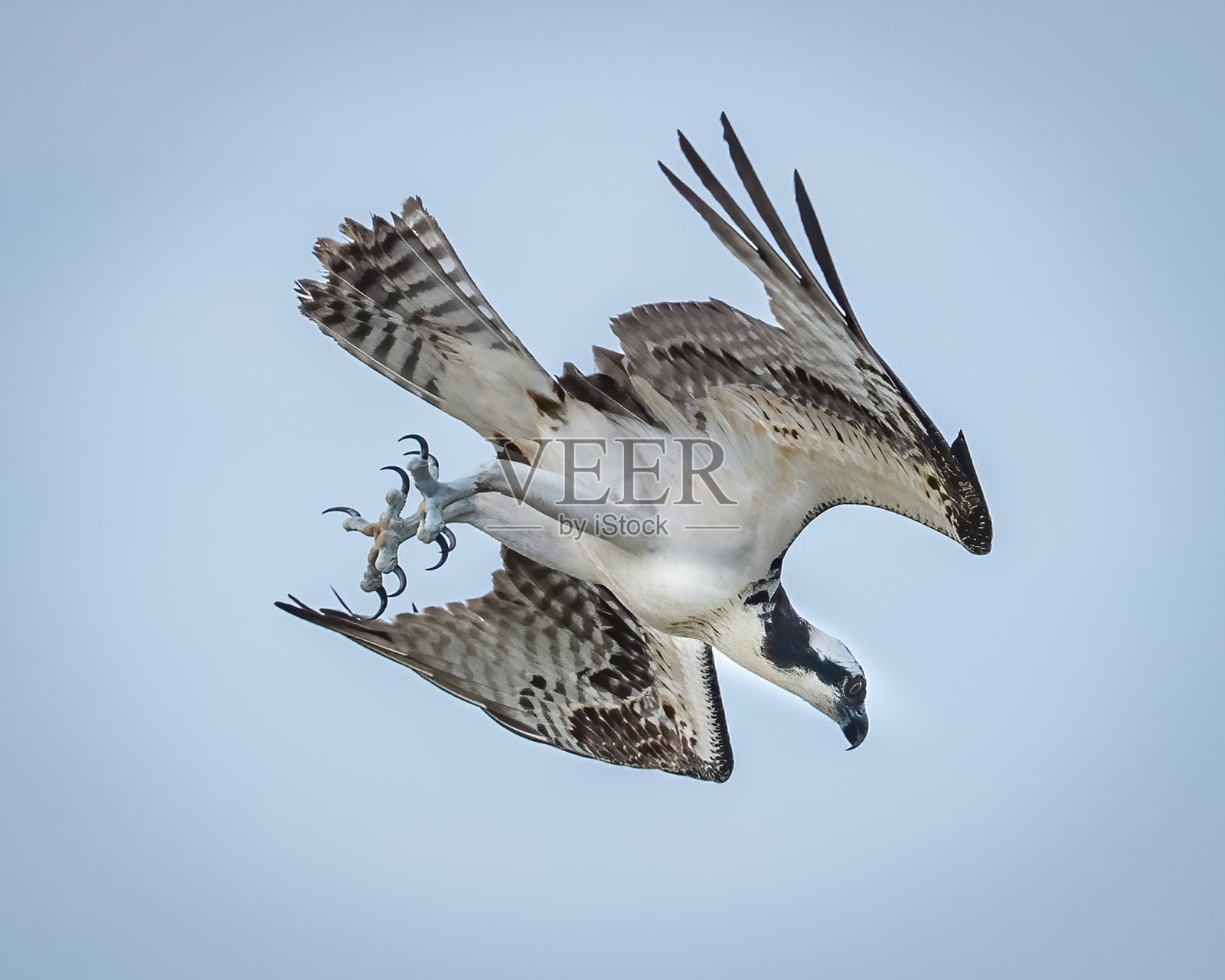 鱼鹰捕鱼照片摄影图片