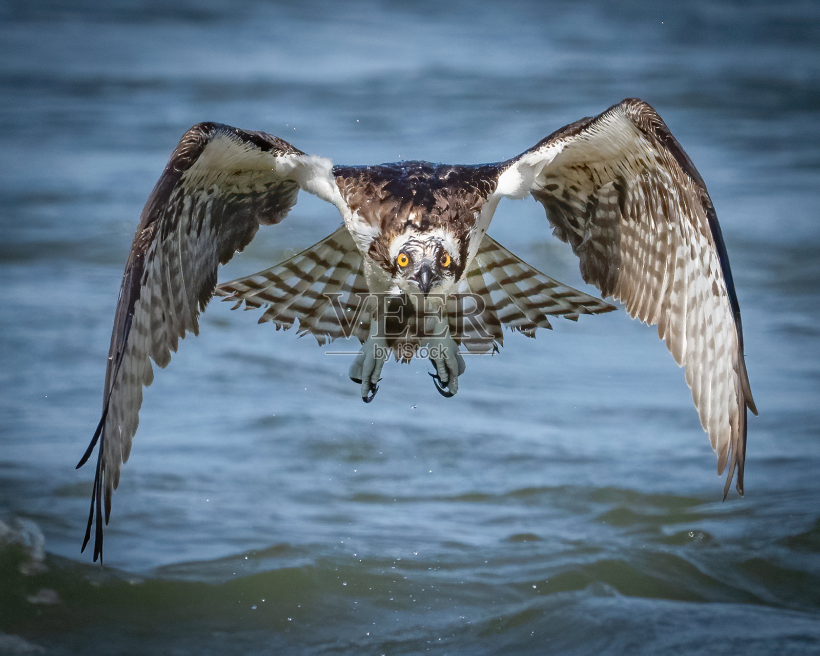 一只鱼鹰在空中搜寻食物照片摄影图片