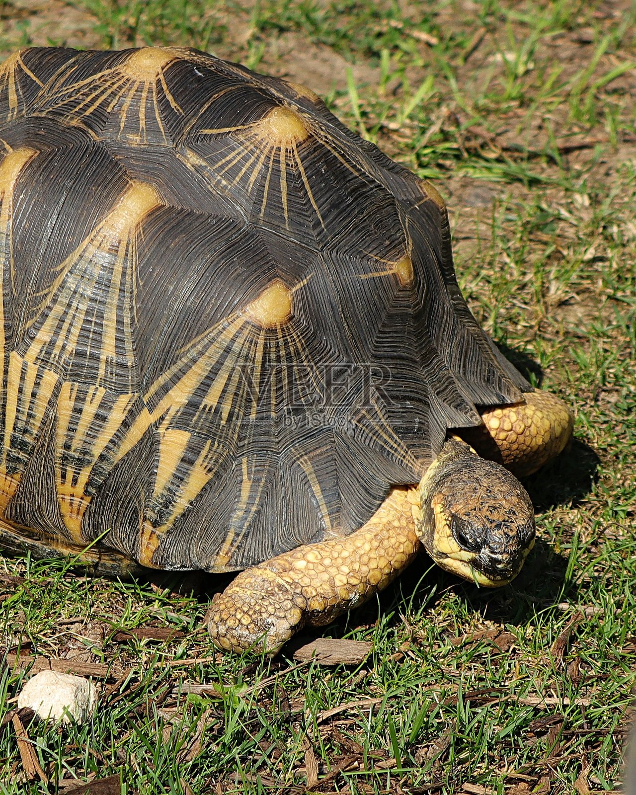 贝壳上的图案照片摄影图片