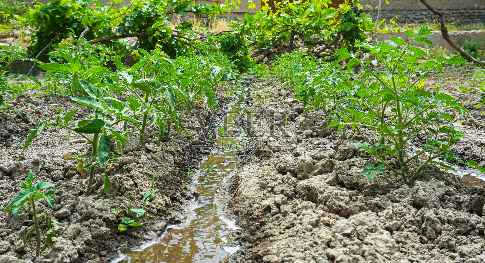 freshly planted tomato seedlings照片摄影图片