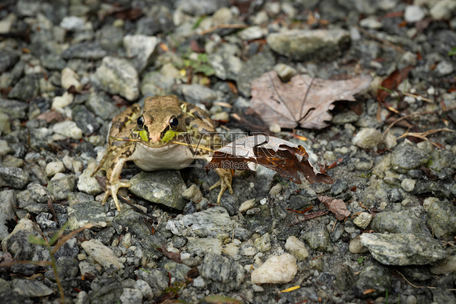 一只南方豹蛙（Lithobates sphenocephalus）嘴里叼着一片秋叶。照片摄影图片