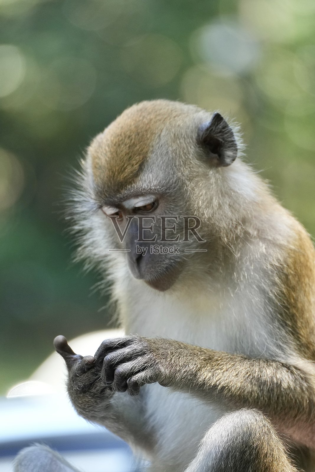 猴子数手指照片摄影图片