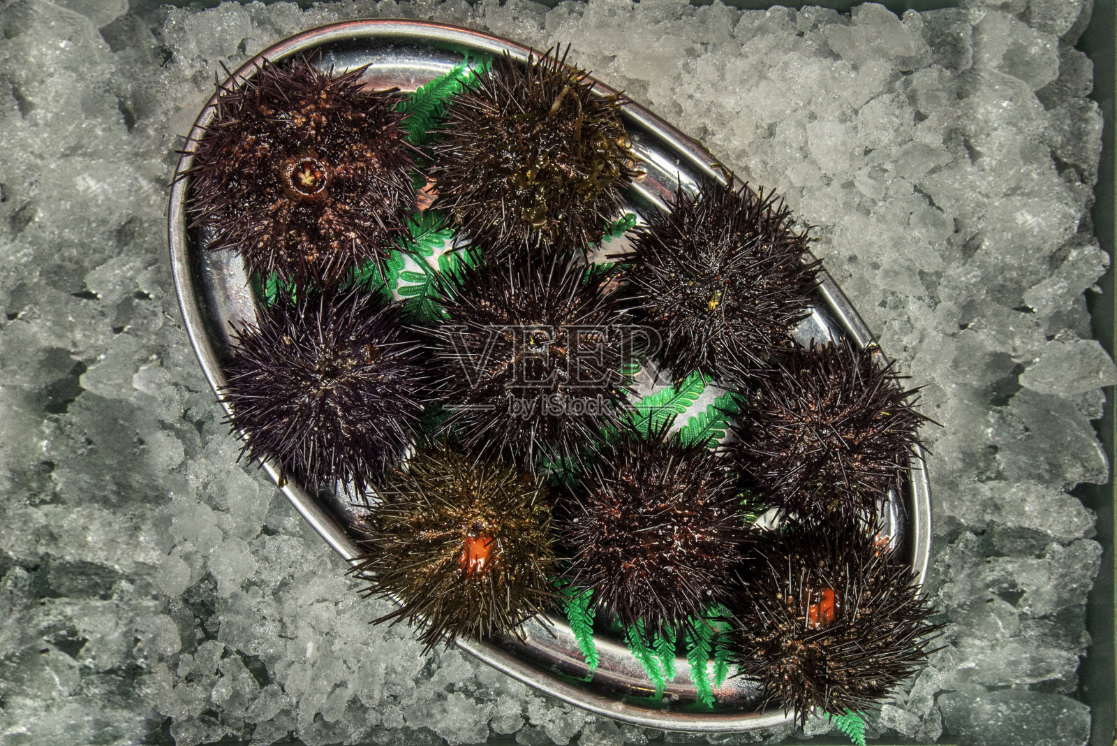 海胆，俗称海胆，是棘皮动物门的一个纲。照片摄影图片